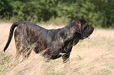FILA BRASILEIRO 162
